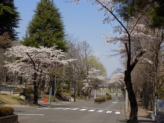 令和2年中善並木光景1