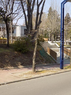令和2年中善並木光景2