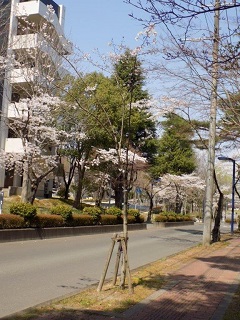 令和2年中善並木光景4