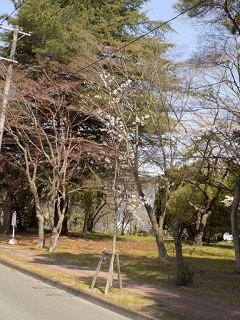 令和2年中善並木光景5