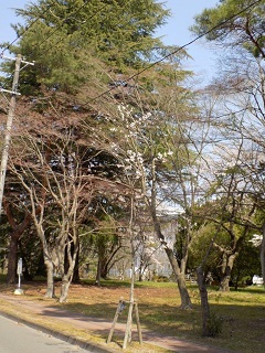 令和2年中善並木光景6