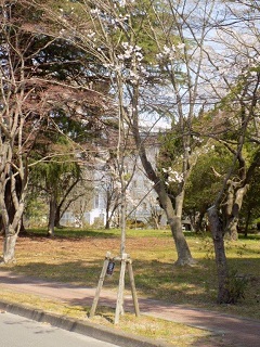 令和2年中善並木光景8