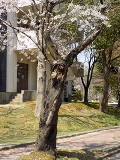 令和2年中善並木光景9