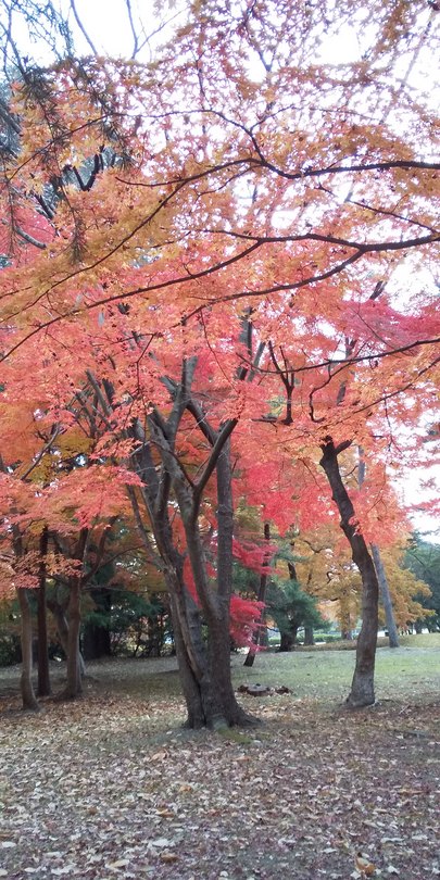 川内の紅葉黄葉（2020.11）1