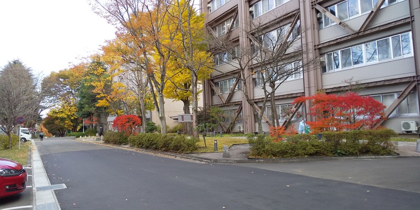 川内の紅葉黄葉（2020.11）2