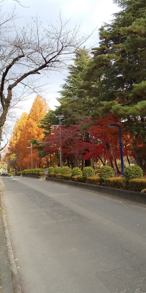 川内の紅葉黄葉（2020.11）4