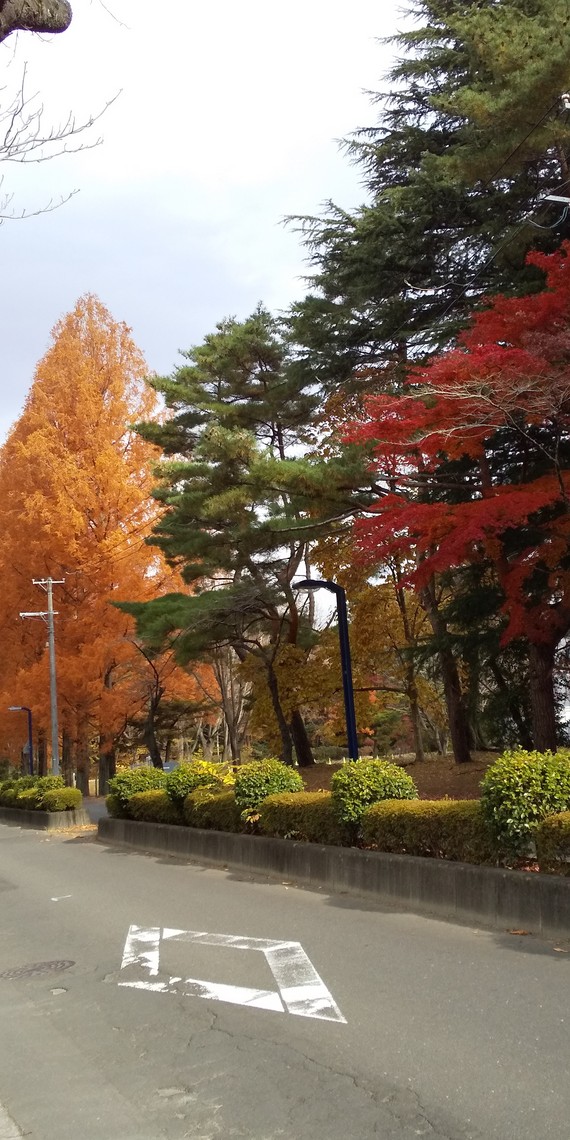 川内の紅葉黄葉（2020.11）5
