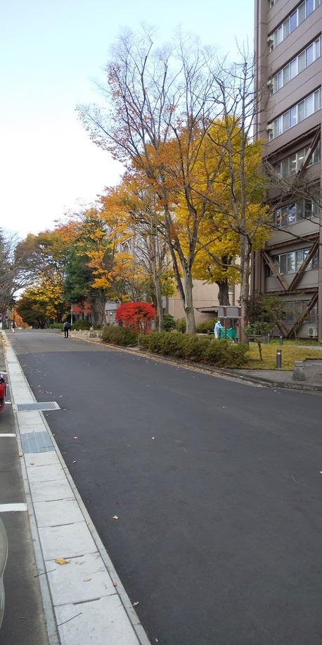 川内の紅葉黄葉（2020.11）6
