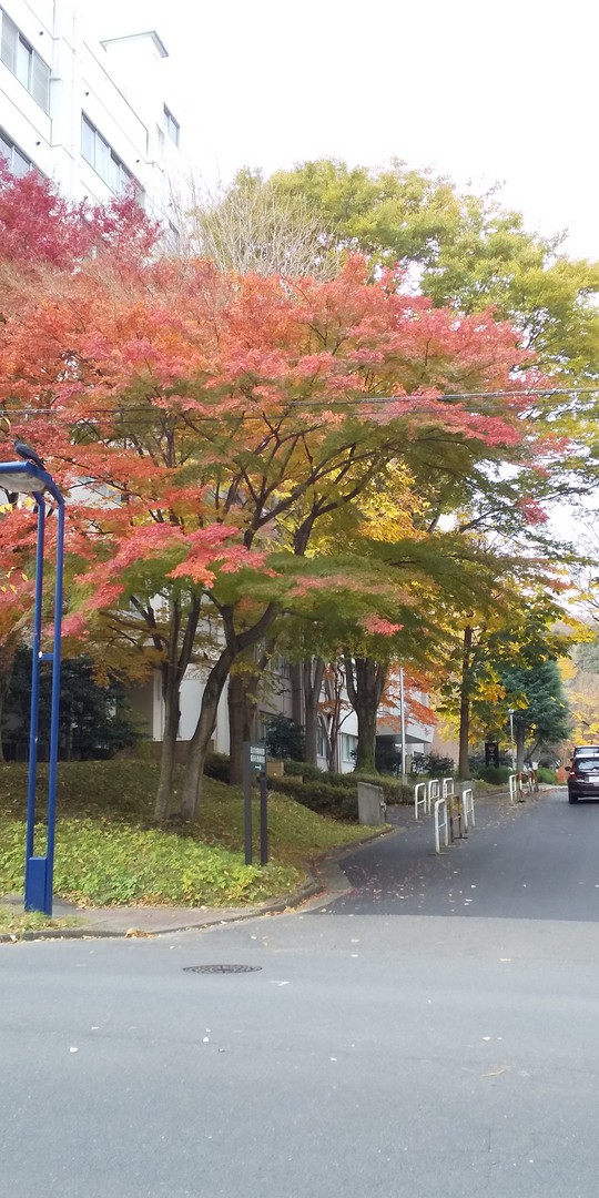 川内の紅葉黄葉（2020.11）7