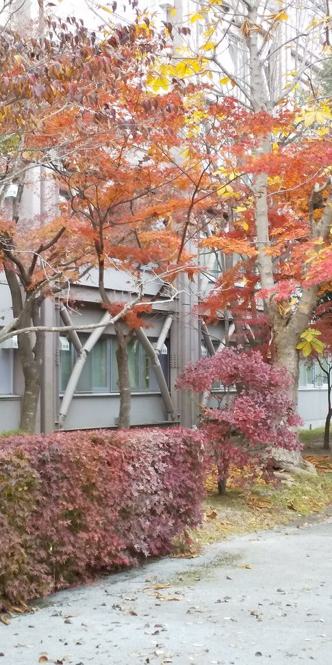 川内の紅葉黄葉（2020.11）8