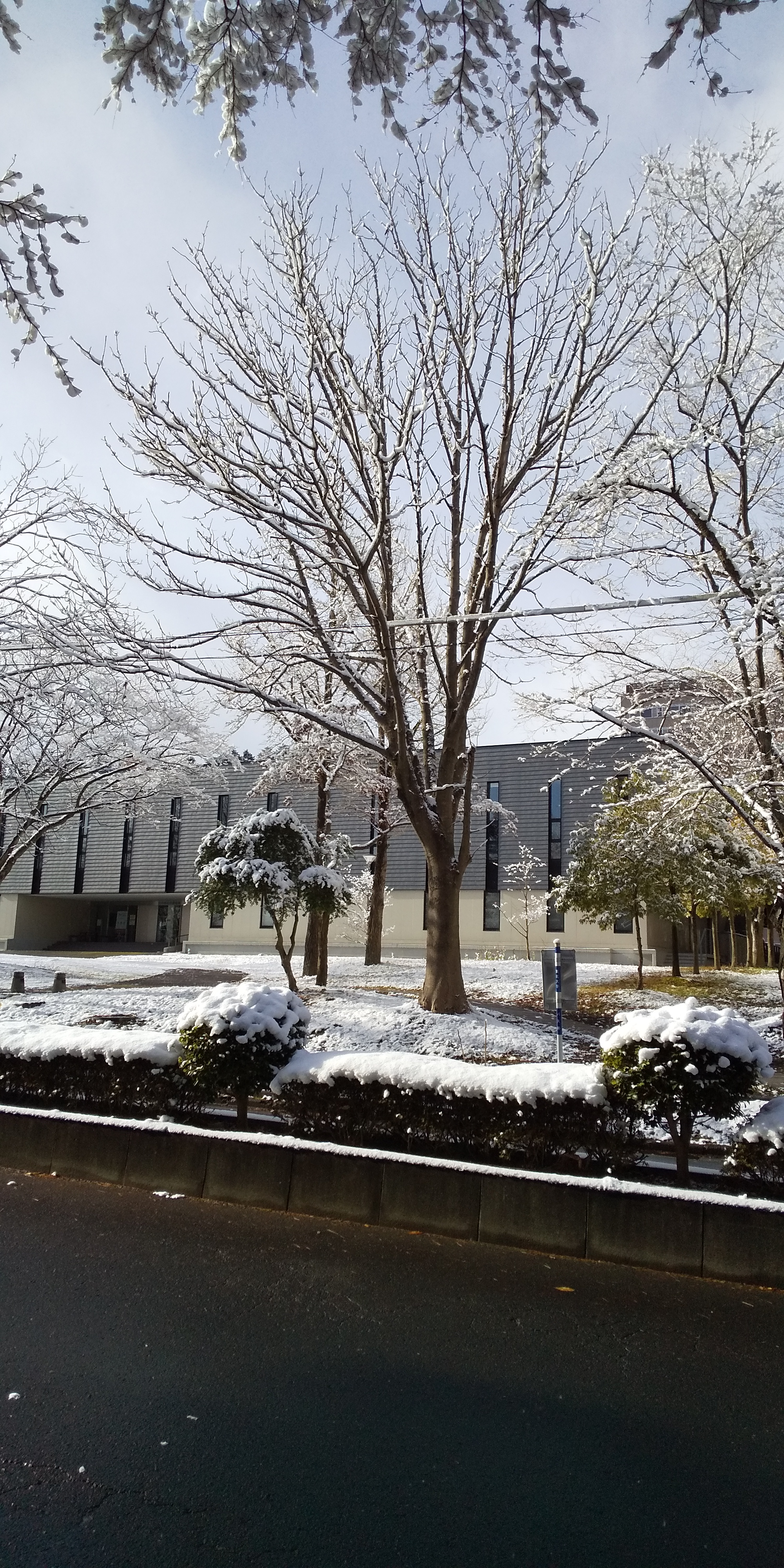 川内の雪景色（2020.12）1