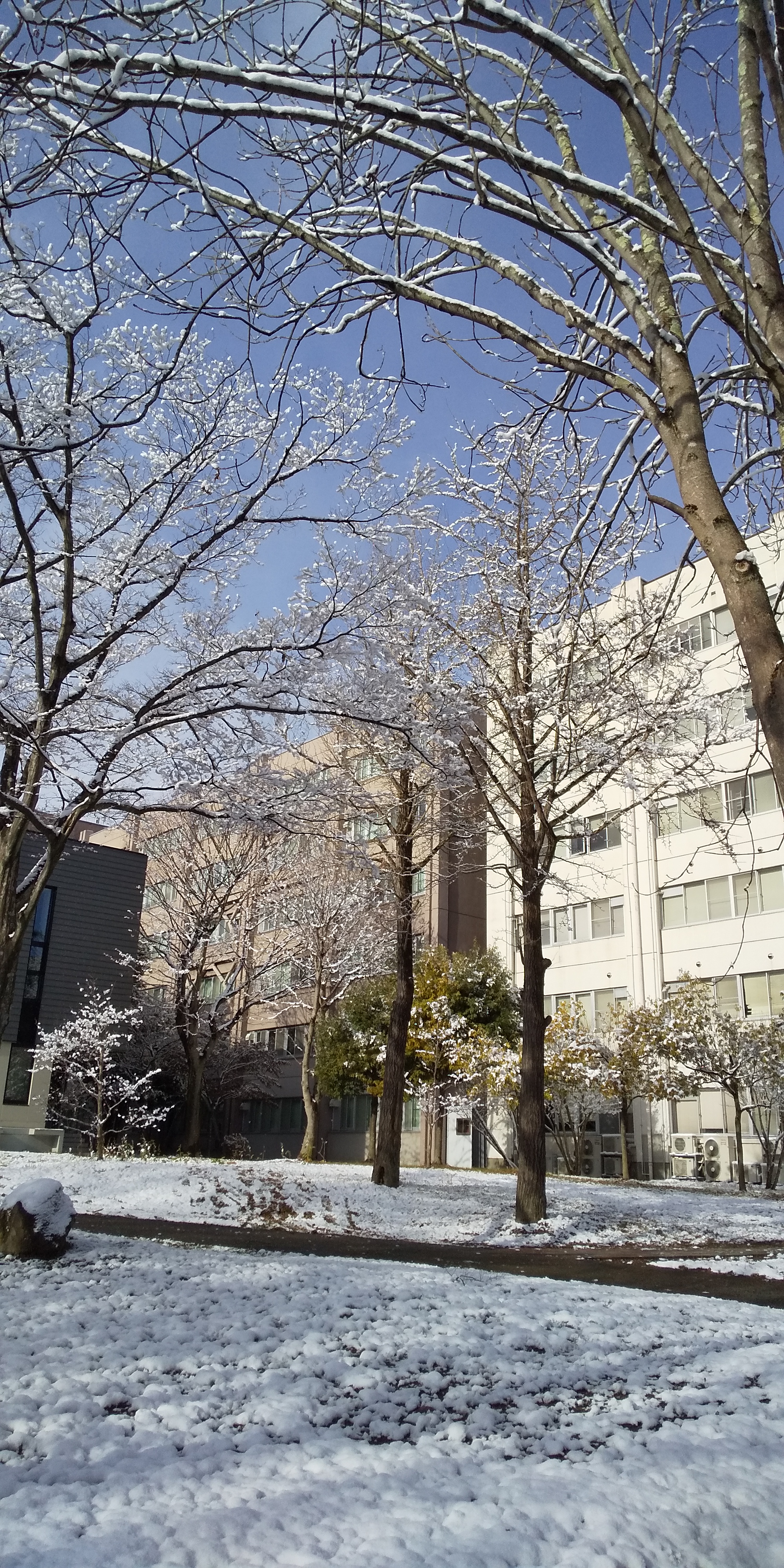 川内の雪景色（2020.12）2