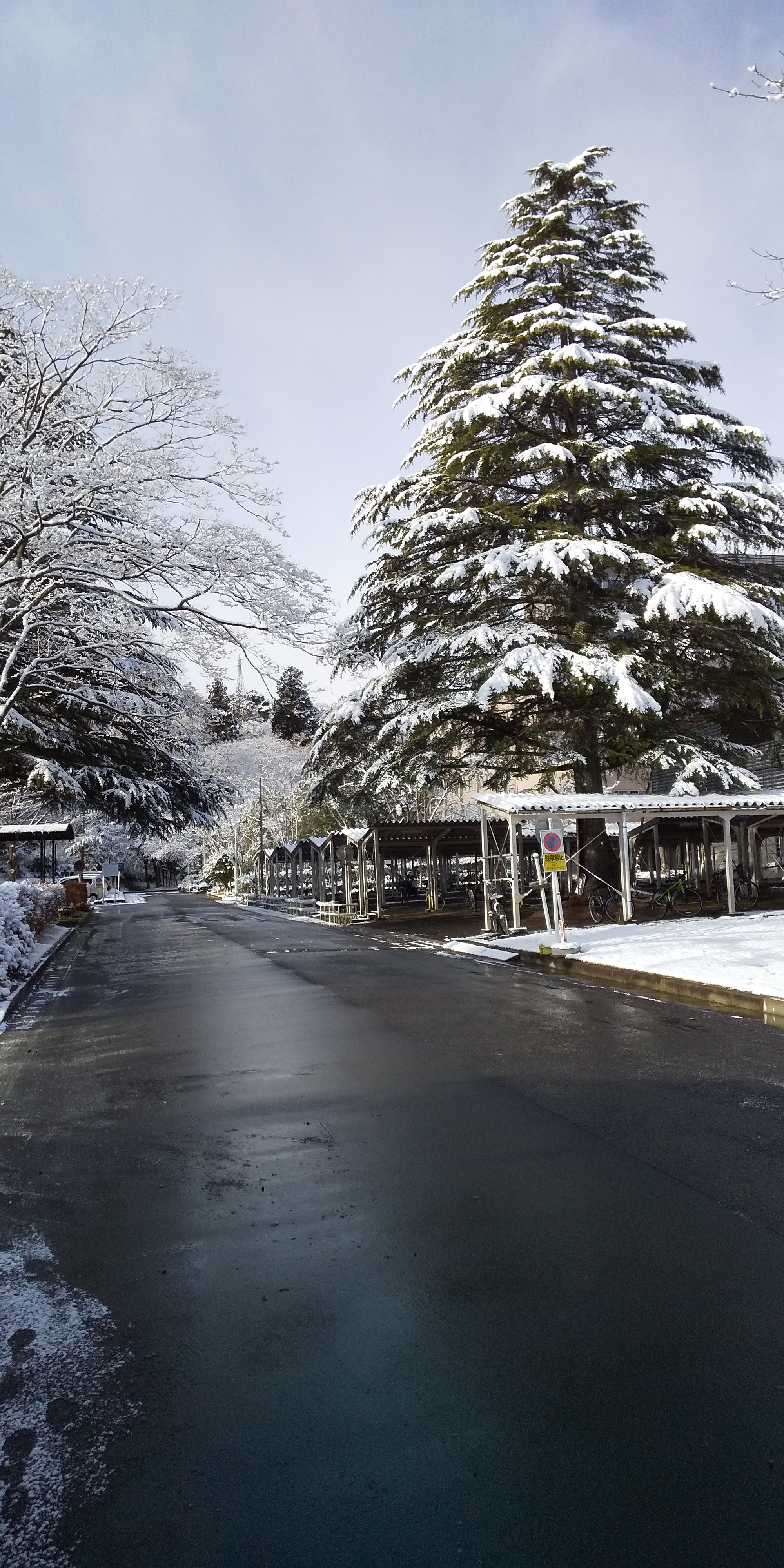 川内の雪景色（2020.12）3