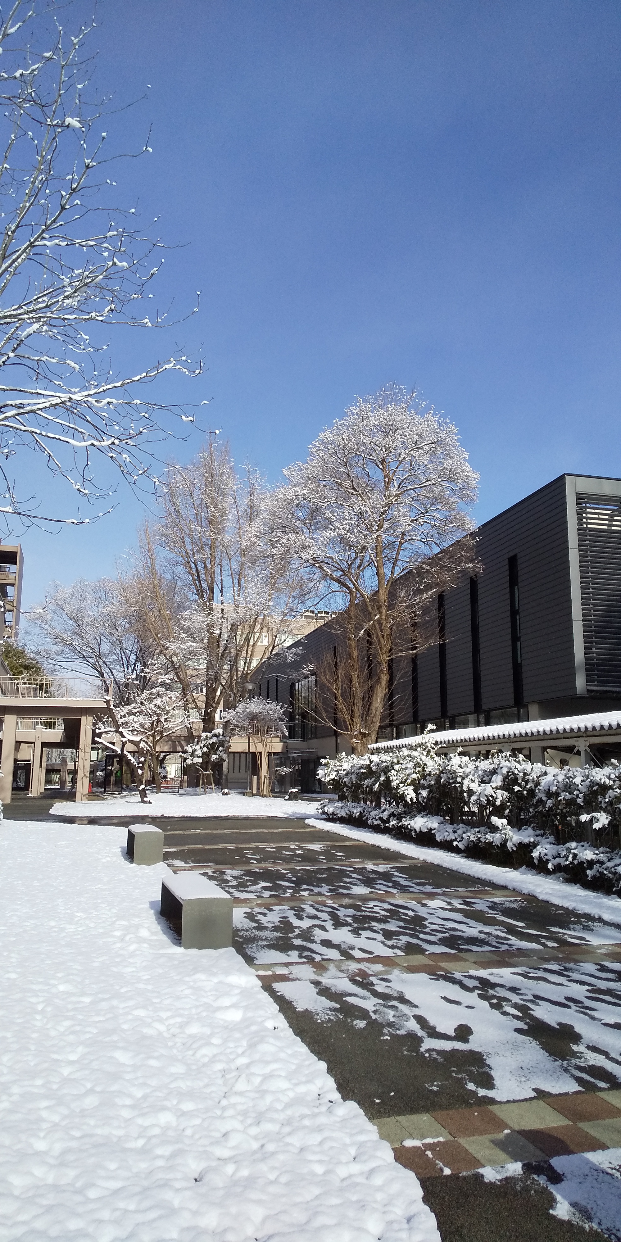 川内の雪景色（2020.12）4