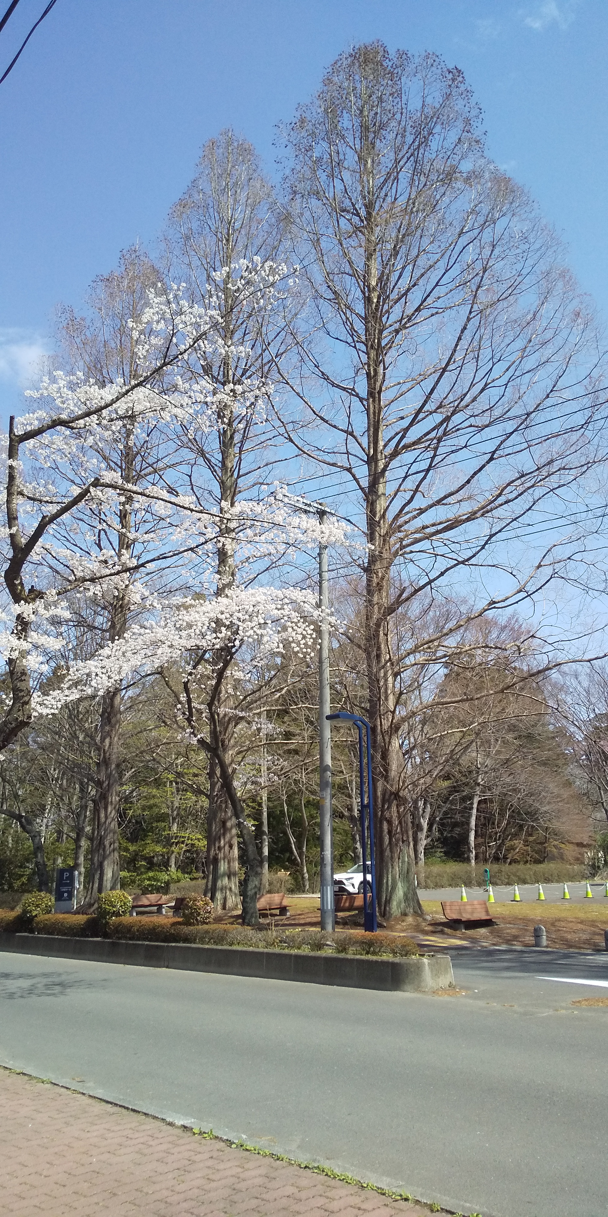 川内法学科近辺桜（2021.04）