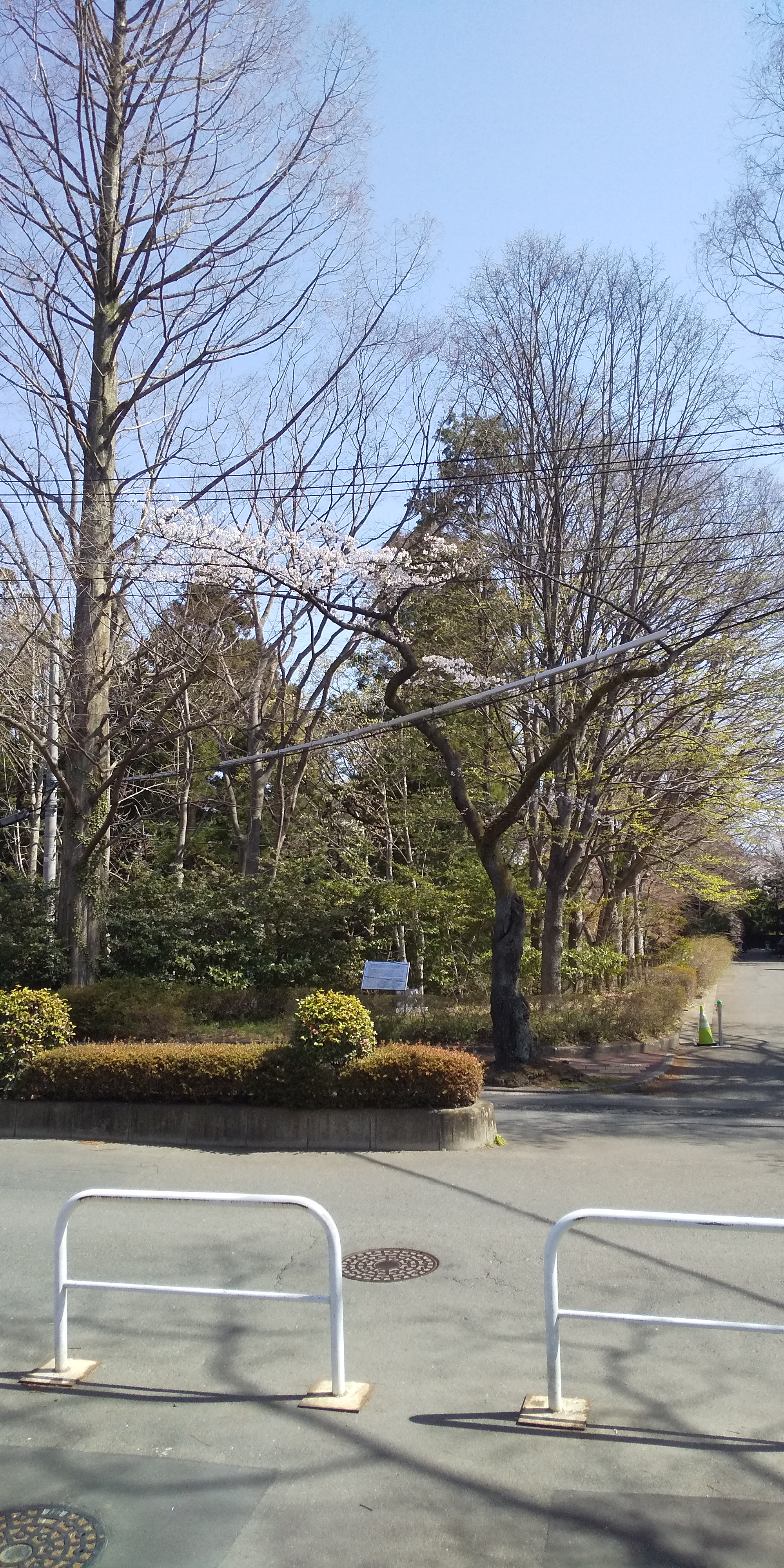 川内法学科近辺桜（2021.04）