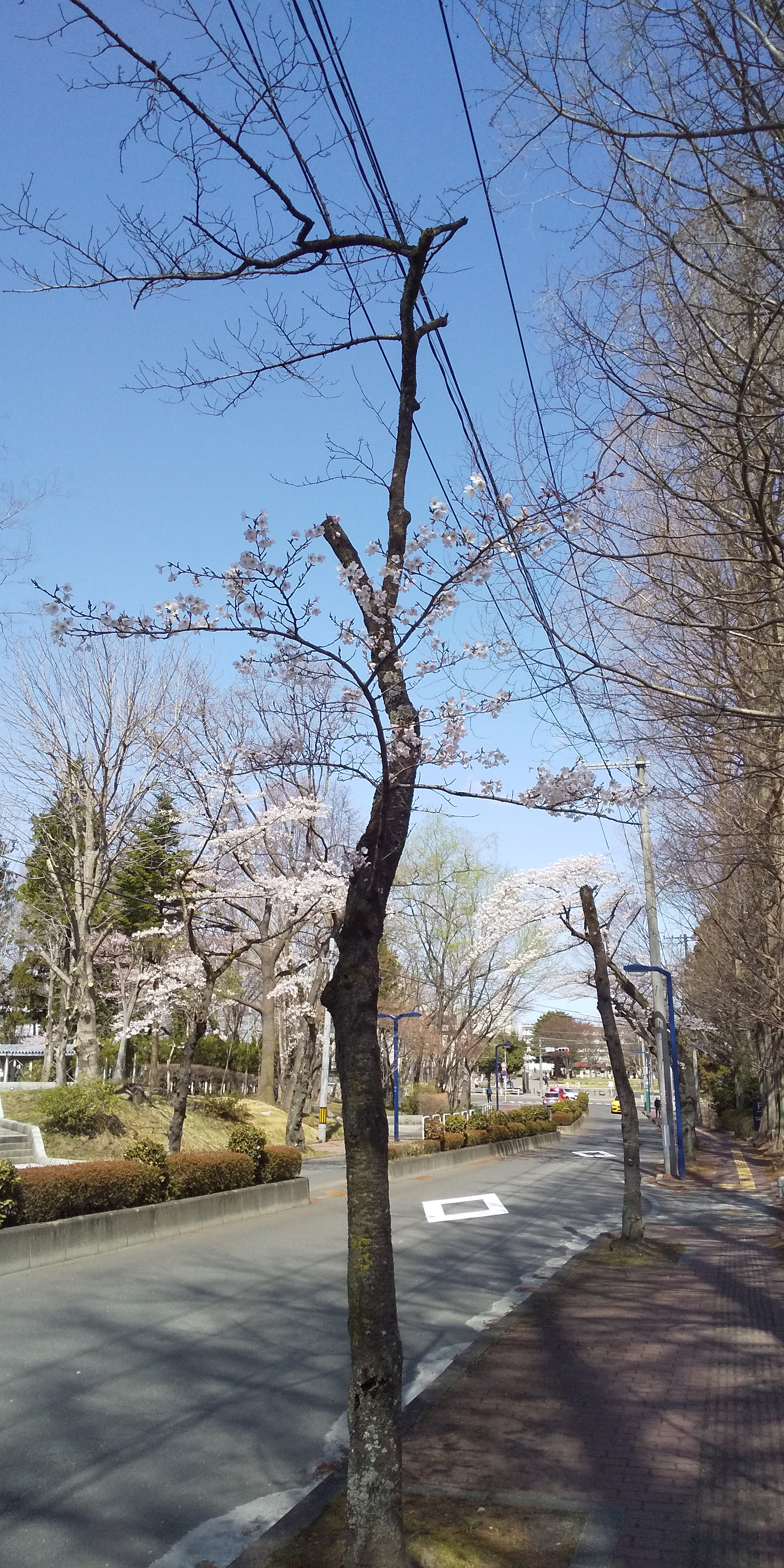 川内法学科近辺桜（2021.04）