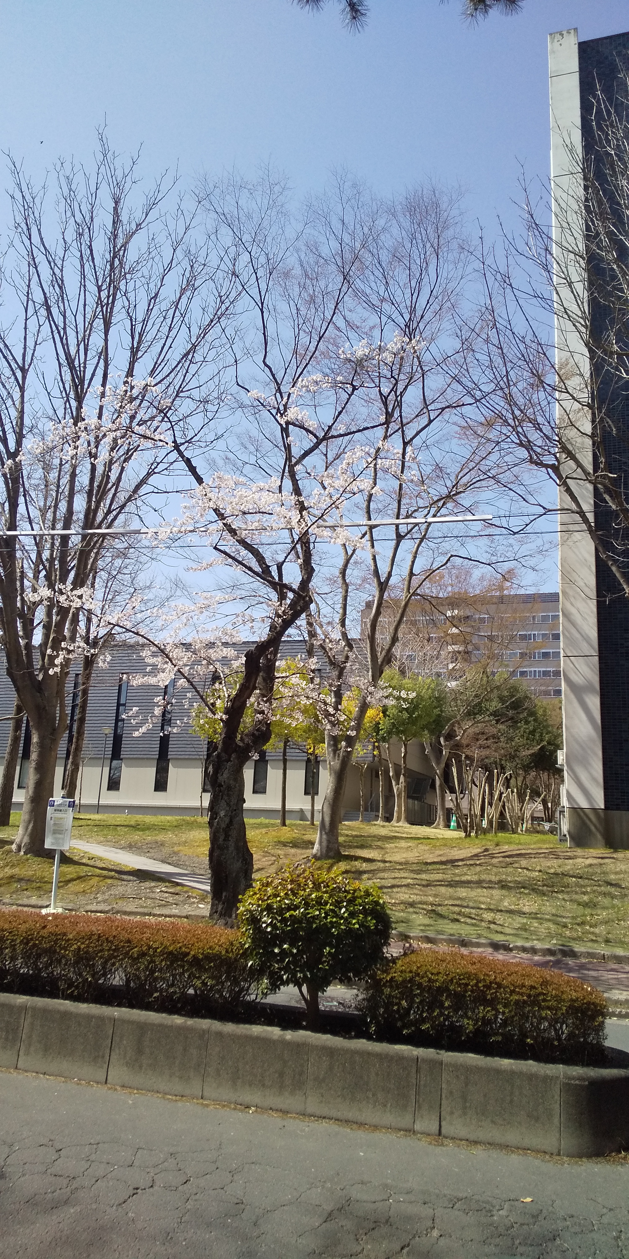 川内法学科近辺桜（2021.04）
