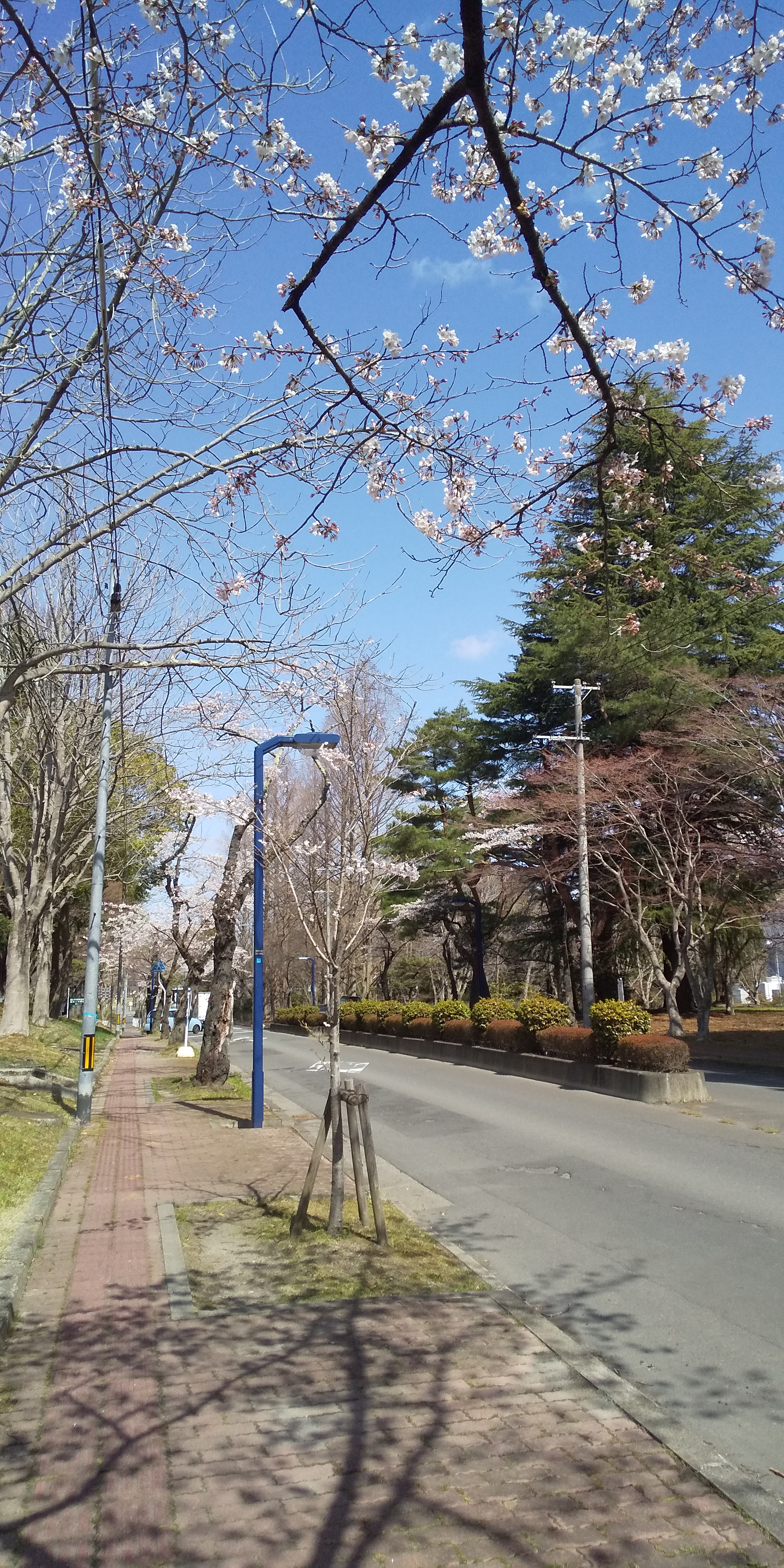 川内法学科近辺桜（2021.04）