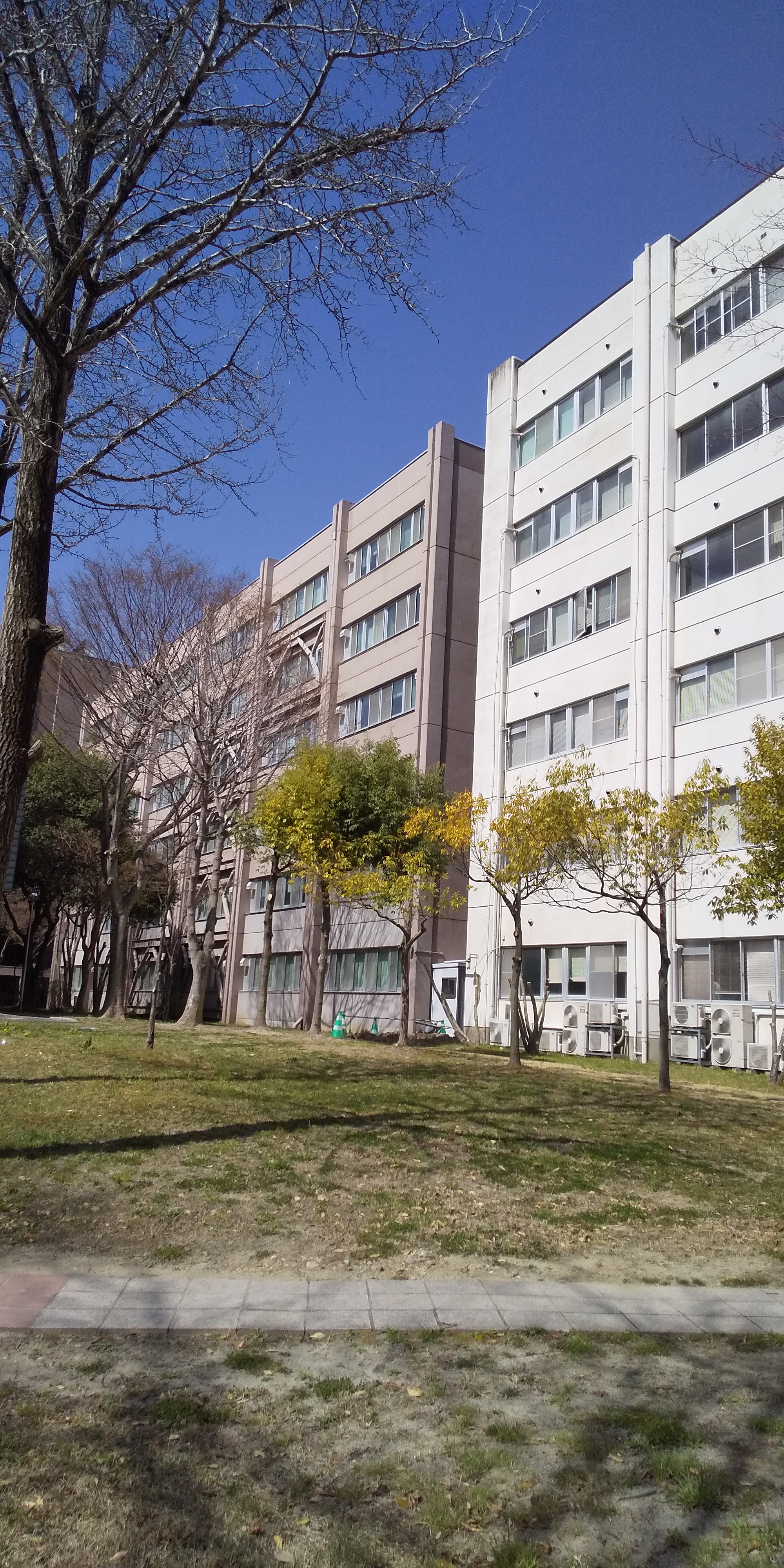川内法学科近辺桜（2021.04）