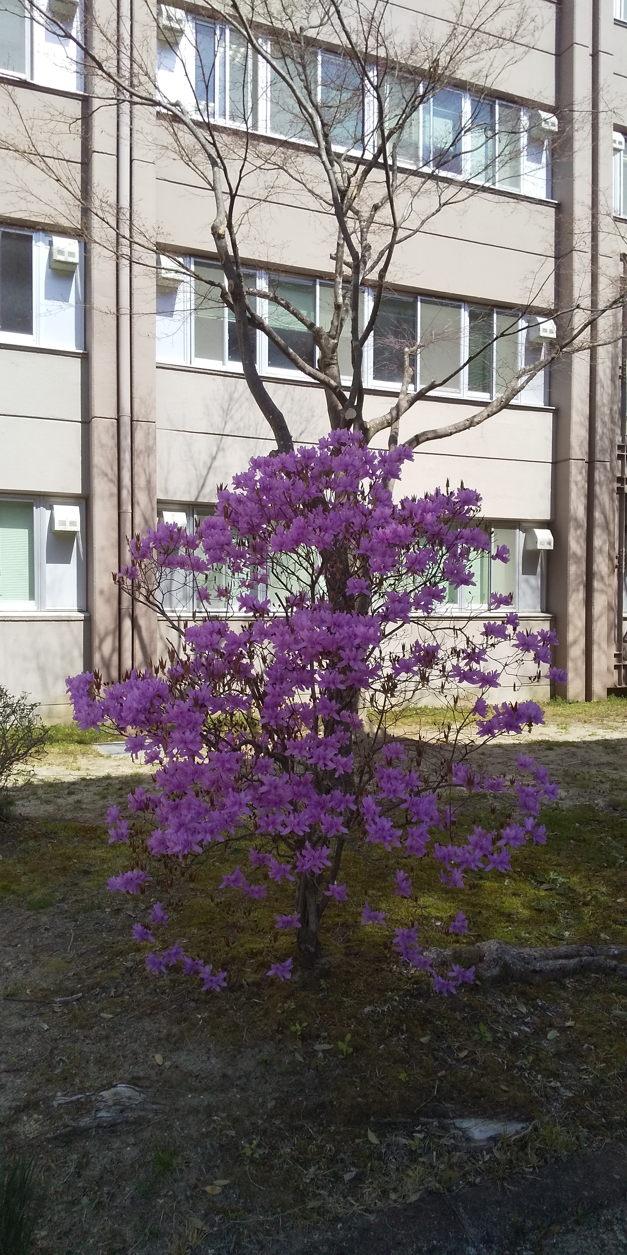 川内法学科近辺桜（2021.04）