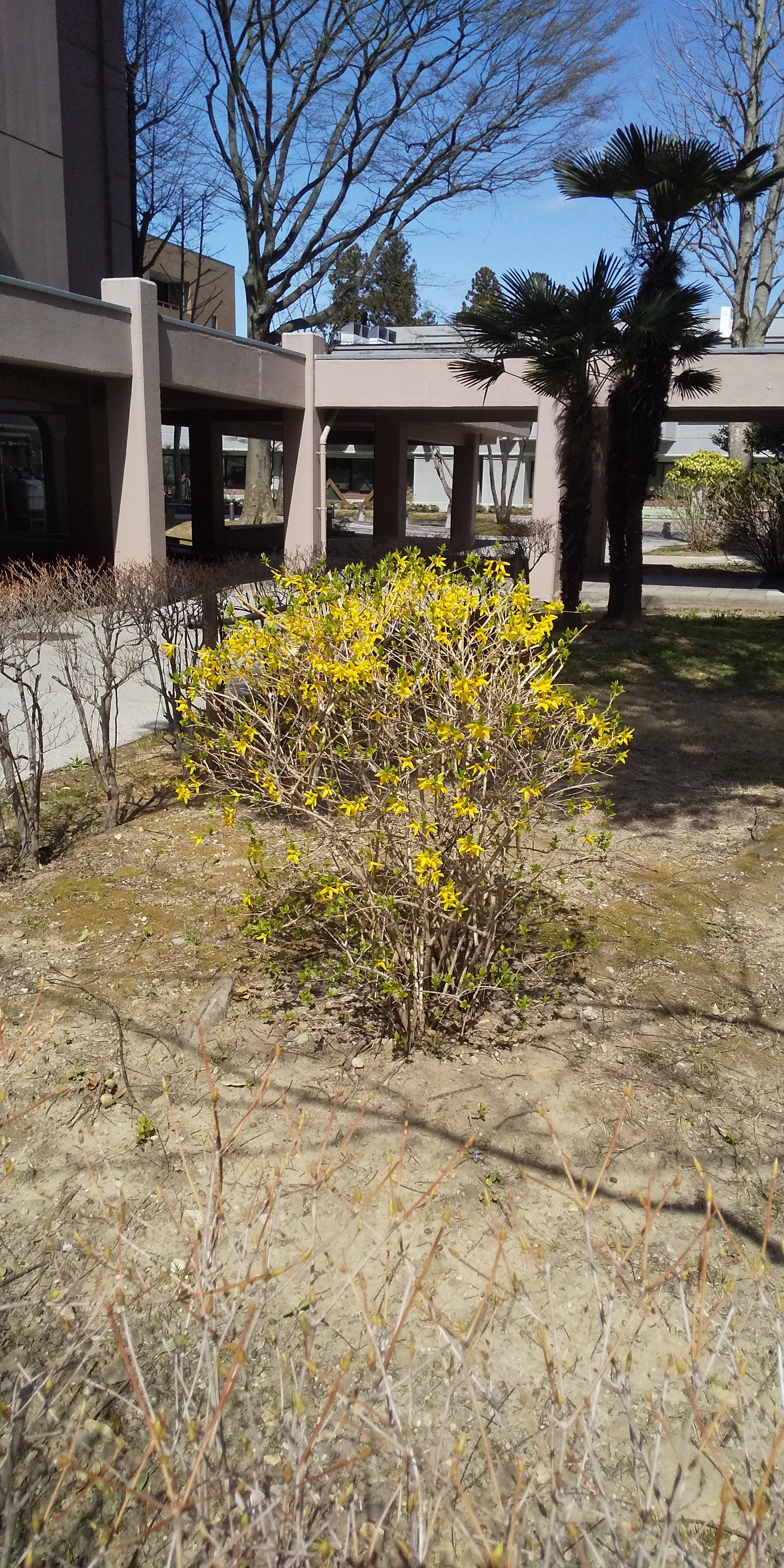川内法学科近辺桜（2021.04）