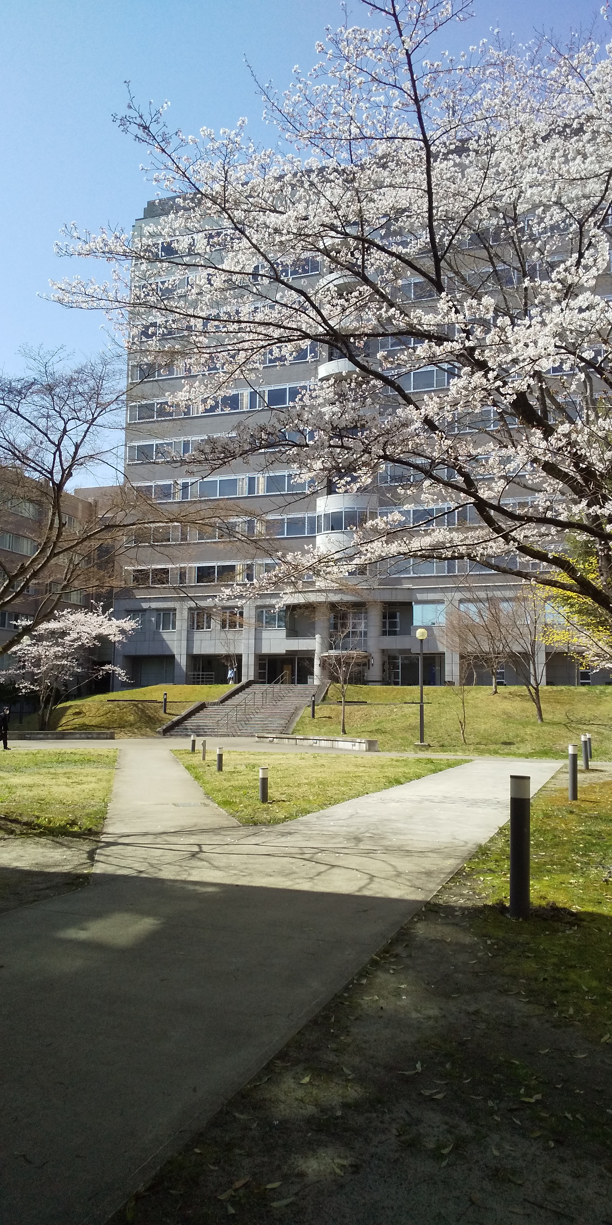 川内法学科近辺桜（2021.04）