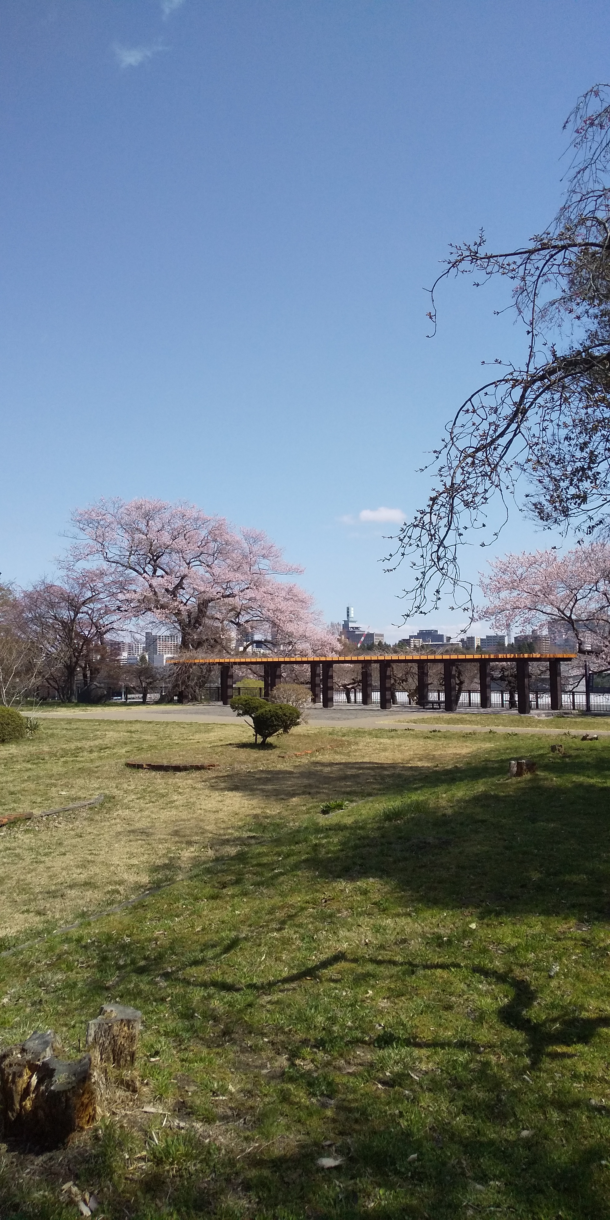 川内法学科近辺桜（2021.04）