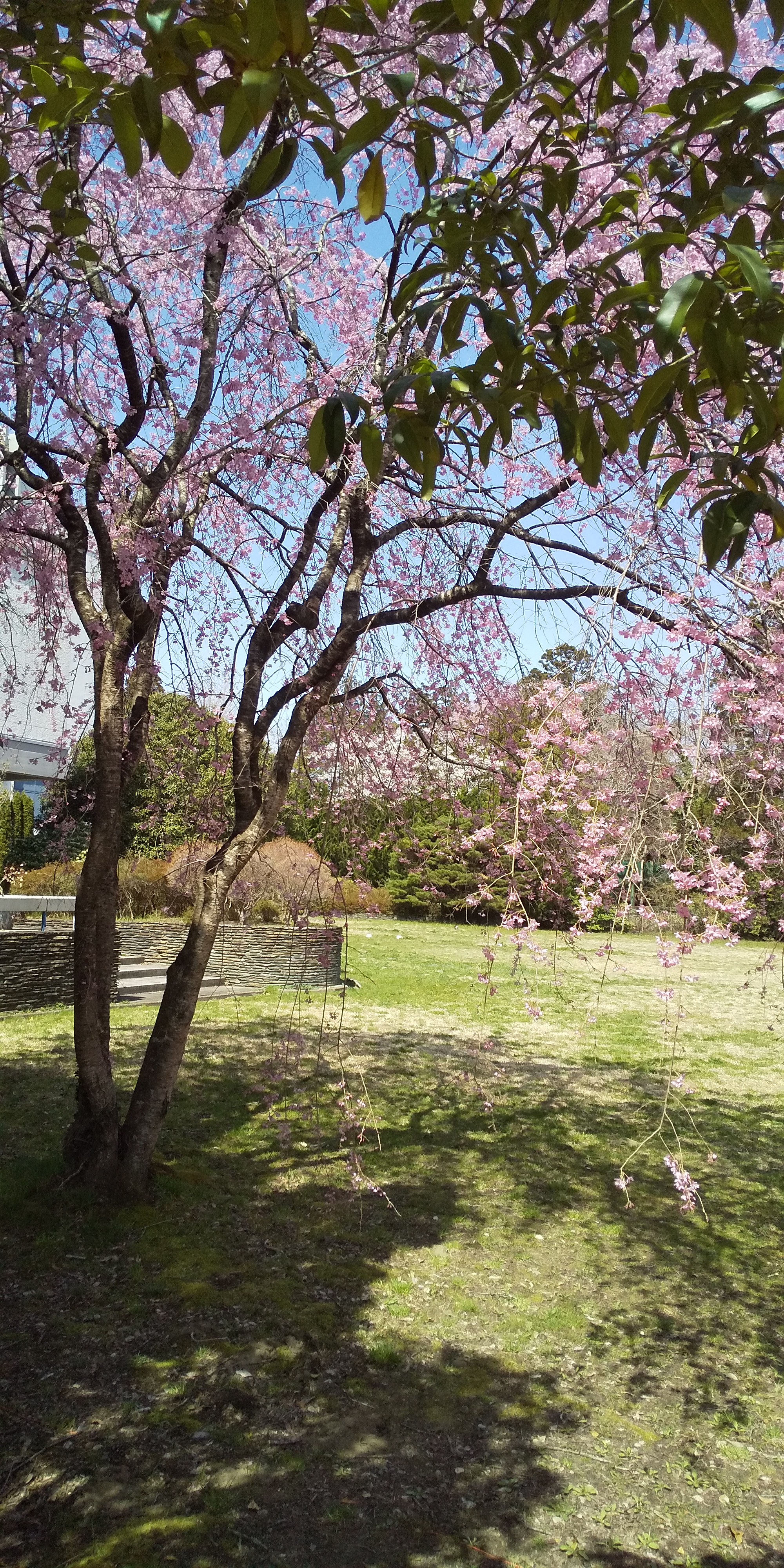 川内法学科近辺桜（2021.04）
