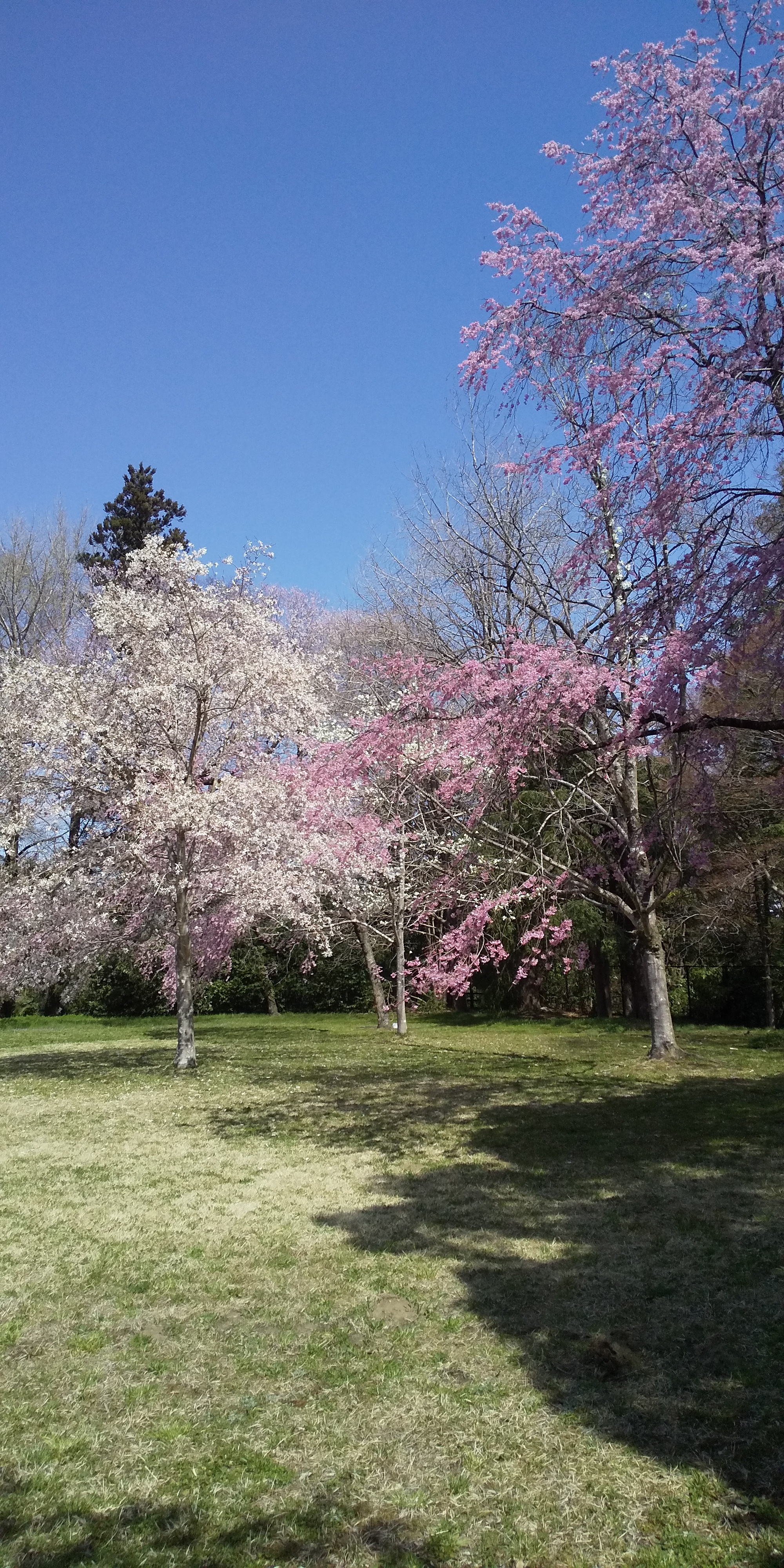 川内法学科近辺桜（2021.04）