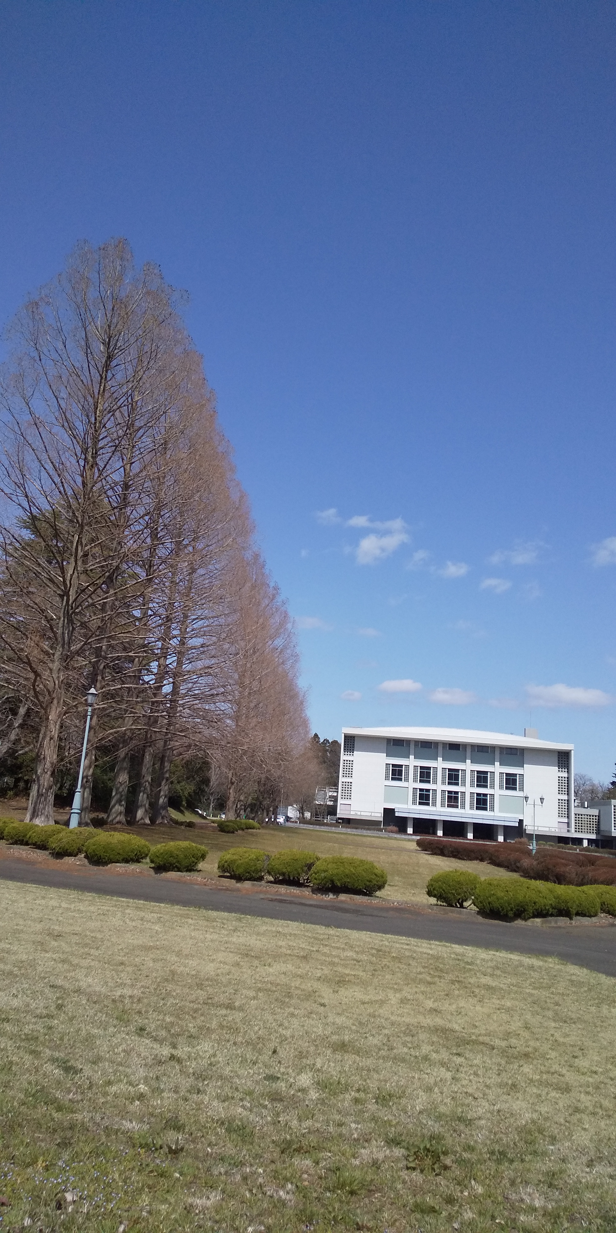 川内法学科近辺桜（2021.04）