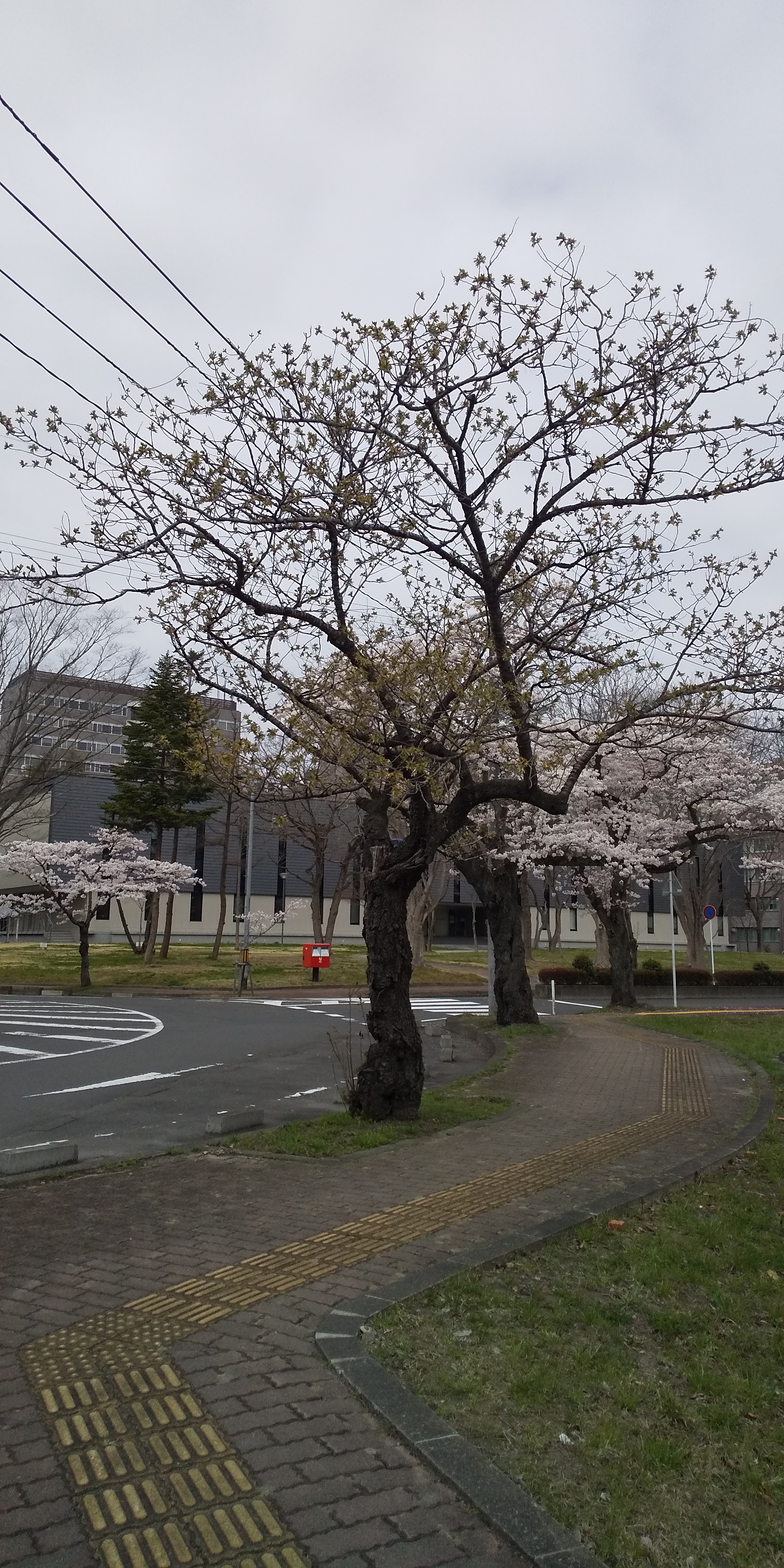 川内法学科近辺桜（2021.04）