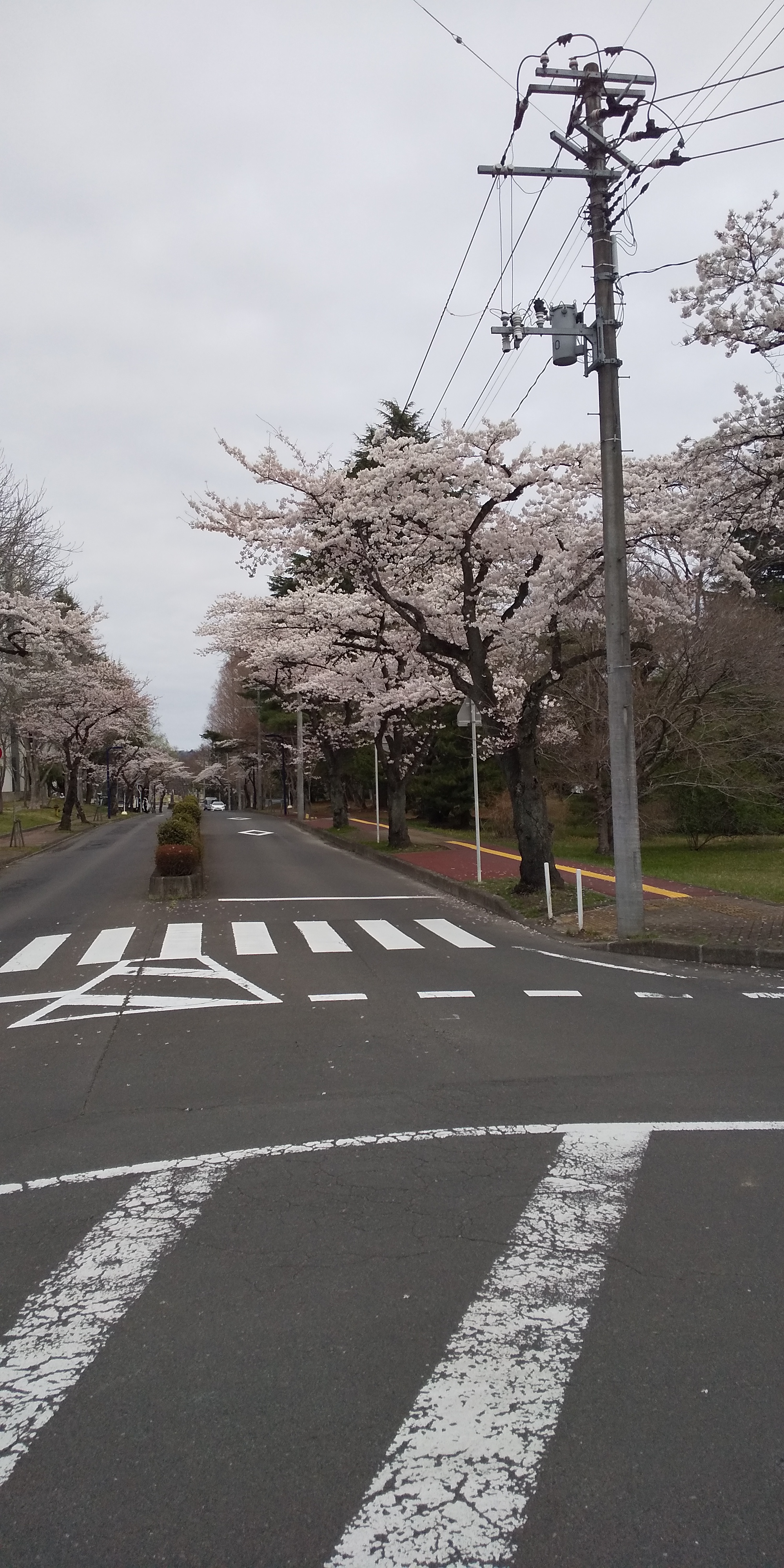 川内法学科近辺桜（2021.04）