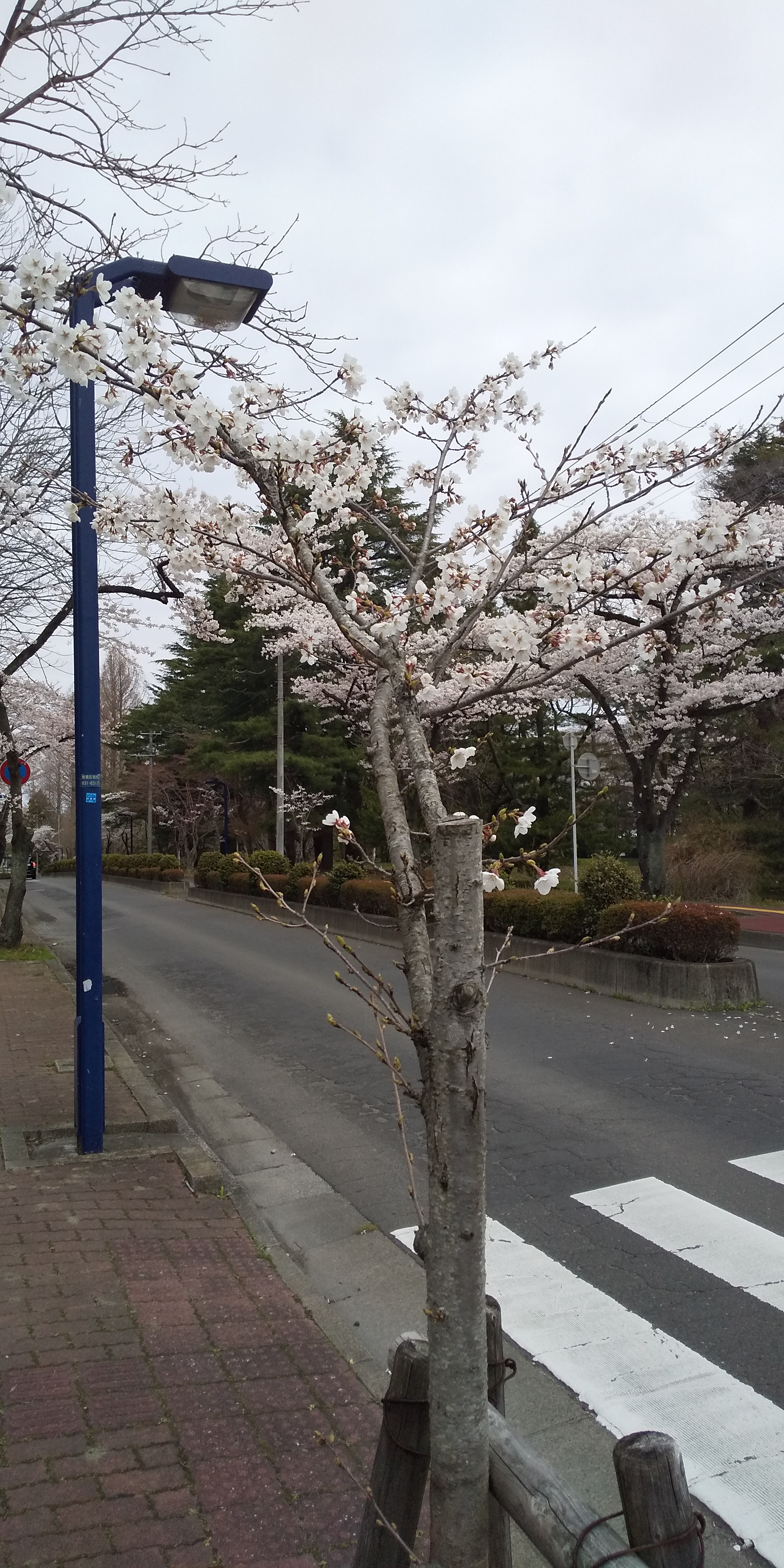 川内法学科近辺桜（2021.04）