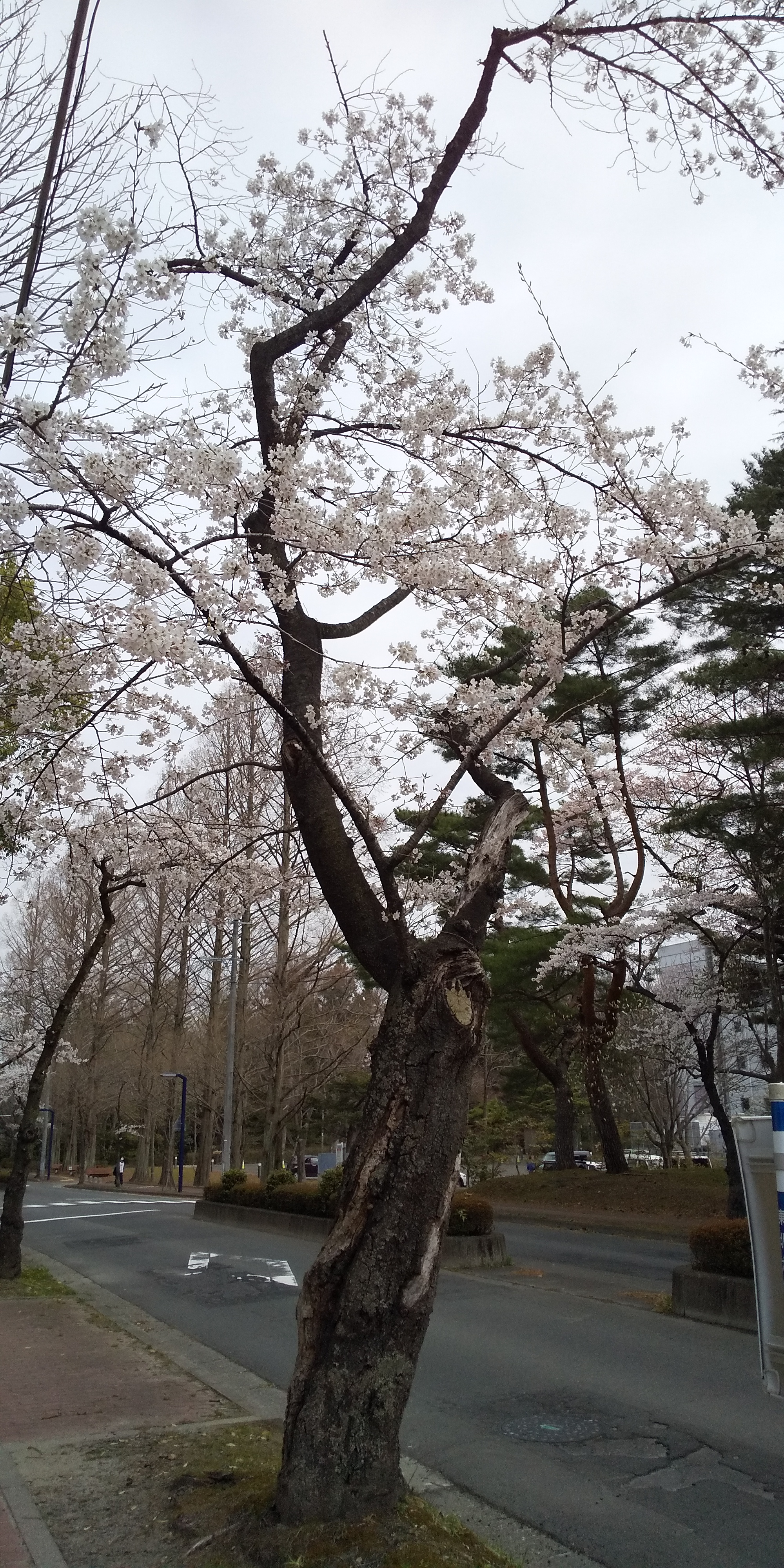 川内法学科近辺桜（2021.04）