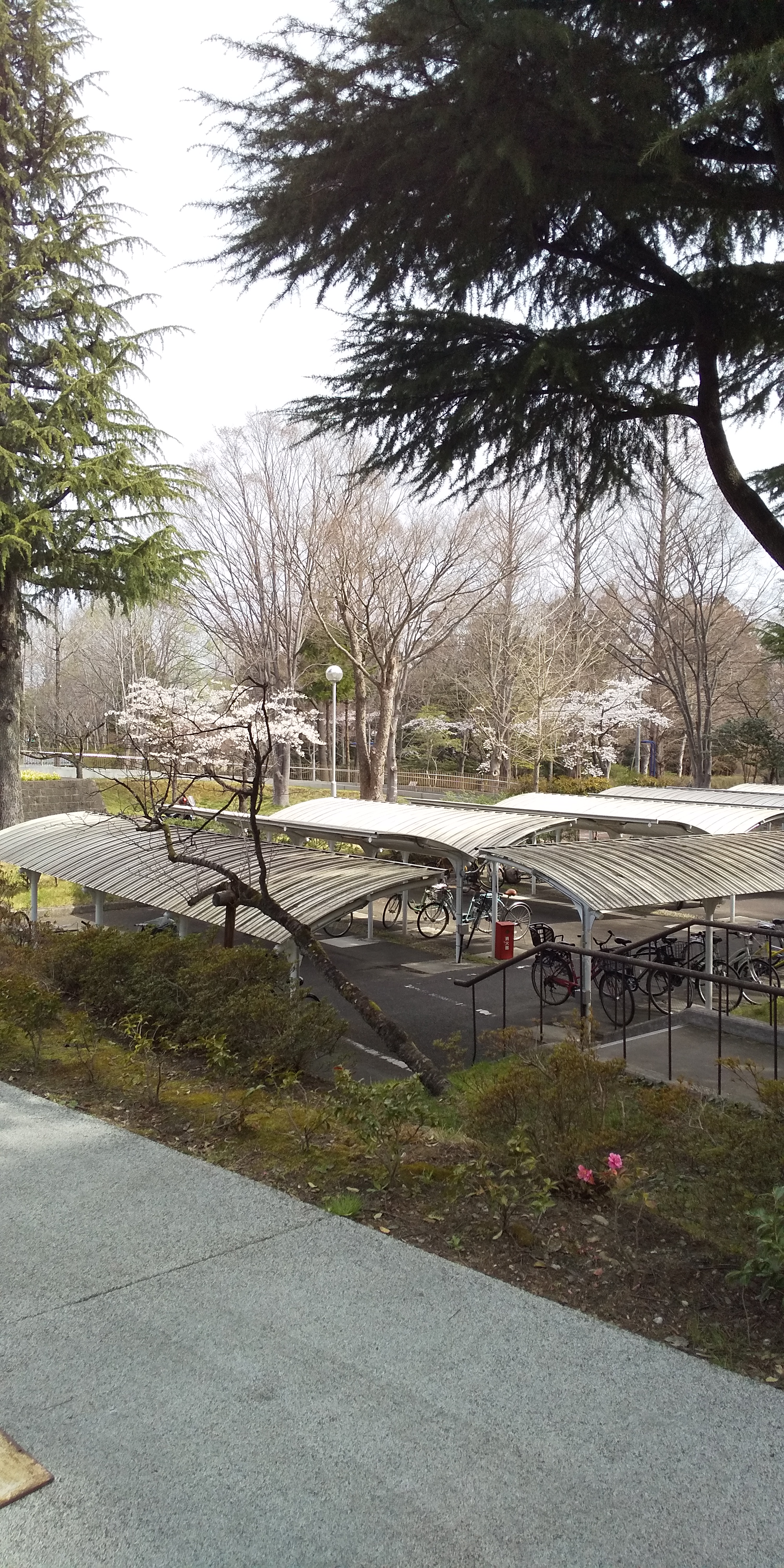 川内法学科近辺桜（2021.04）